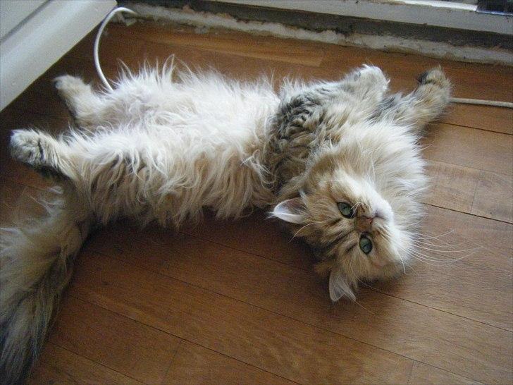 Perser Goldie - Golde elsker at rulle ...  billede 1