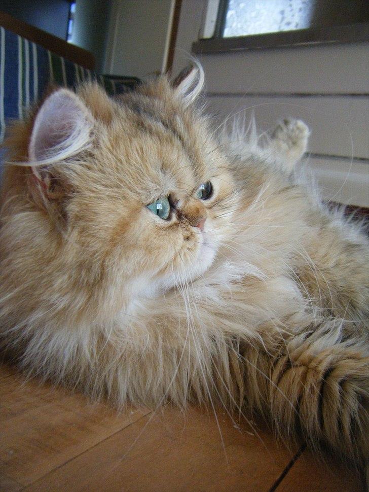 Perser Goldie billede 2