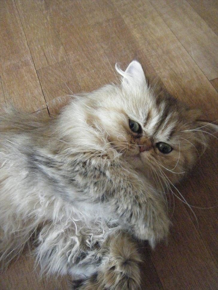 Perser Goldie billede 3