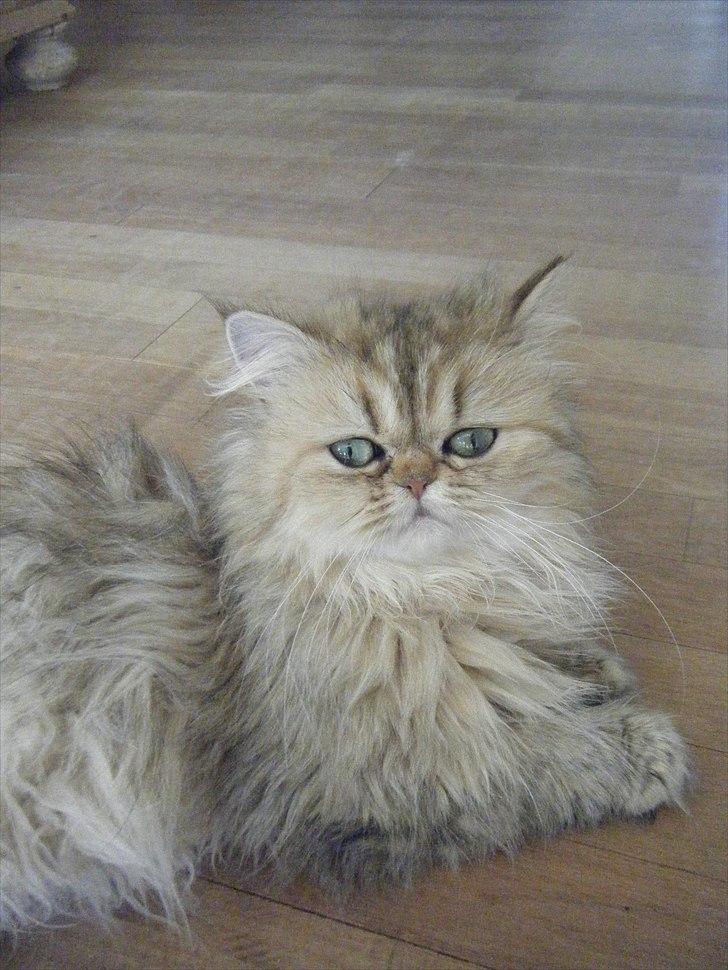 Perser Goldie billede 4