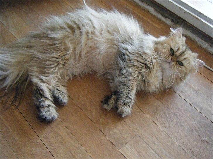 Perser Goldie billede 5