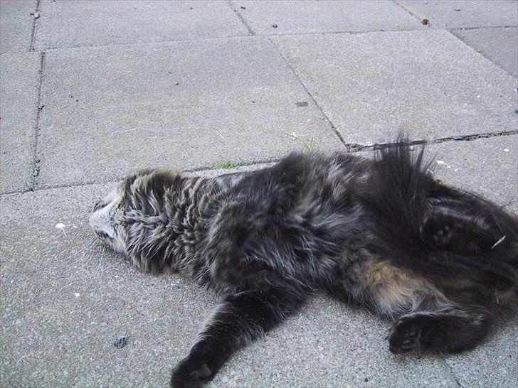 Maine Coon Hannah - mmmmh, så lækker! :D billede 6