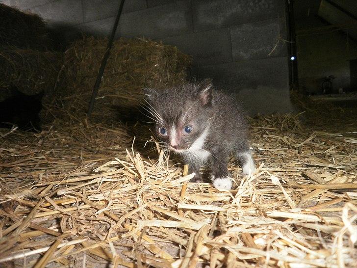 Blanding af racer Vinters Michelangelo *R.I.P* - Bær over med billederne. Jeg leder efter flere billeder af ham.  billede 1