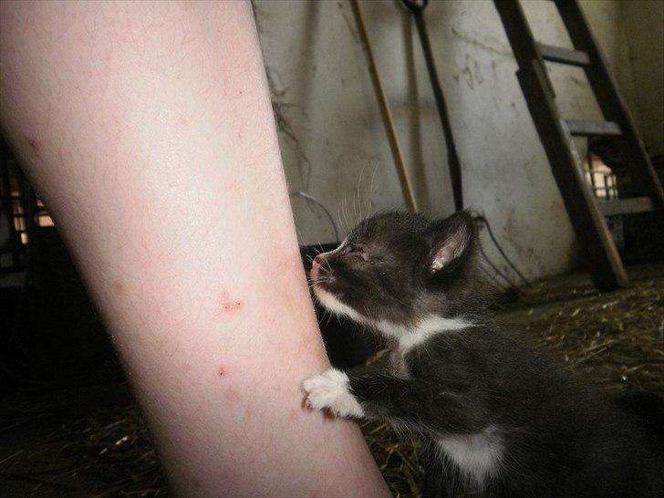 Blanding af racer Vinters Michelangelo *R.I.P* billede 2