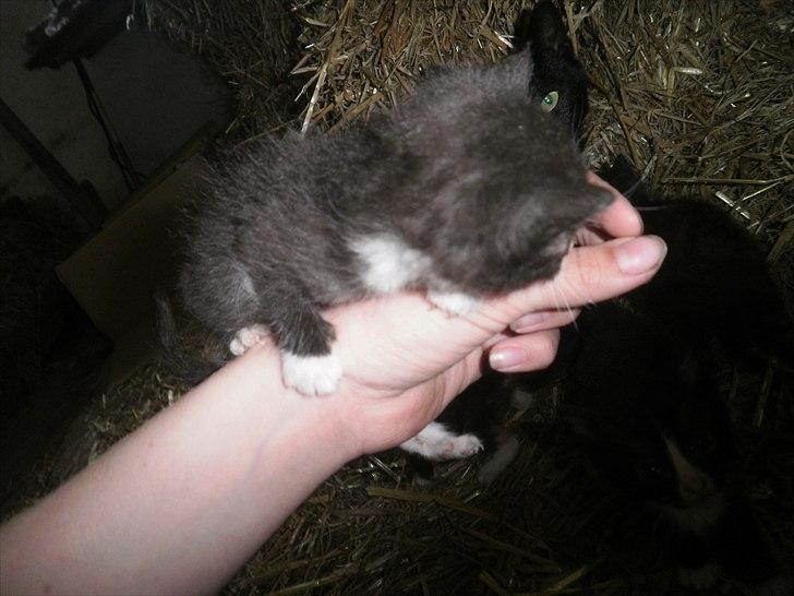 Blanding af racer Vinters Michelangelo *R.I.P* billede 3