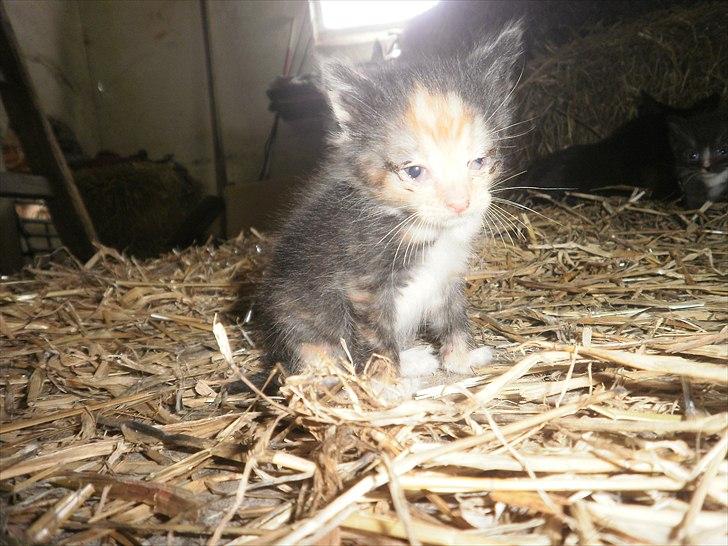 Blanding af racer Vinters Raphael *R.I.P* billede 1