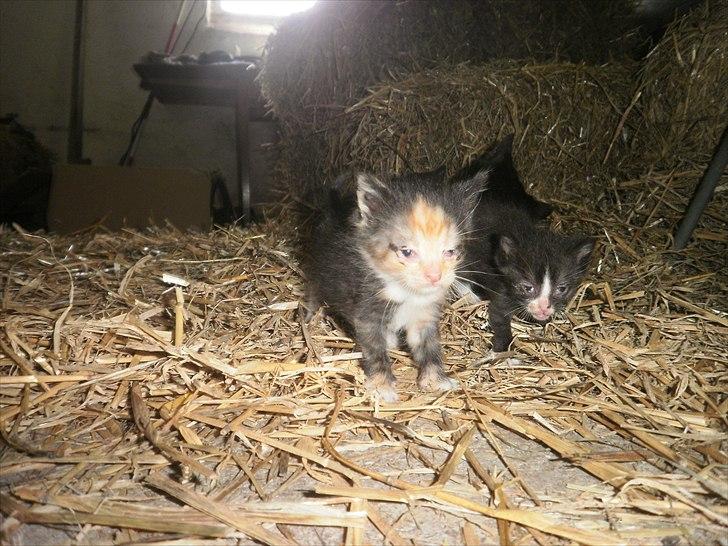 Blanding af racer Vinters Raphael *R.I.P* billede 2