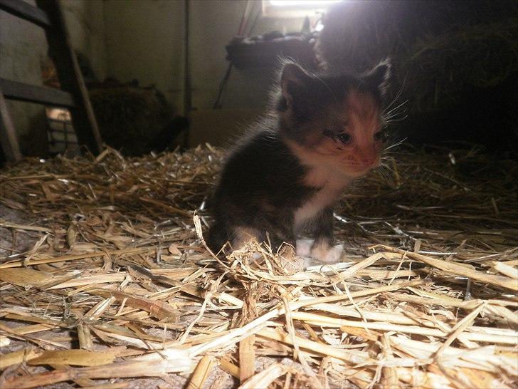 Blanding af racer Vinters Raphael *R.I.P* billede 3