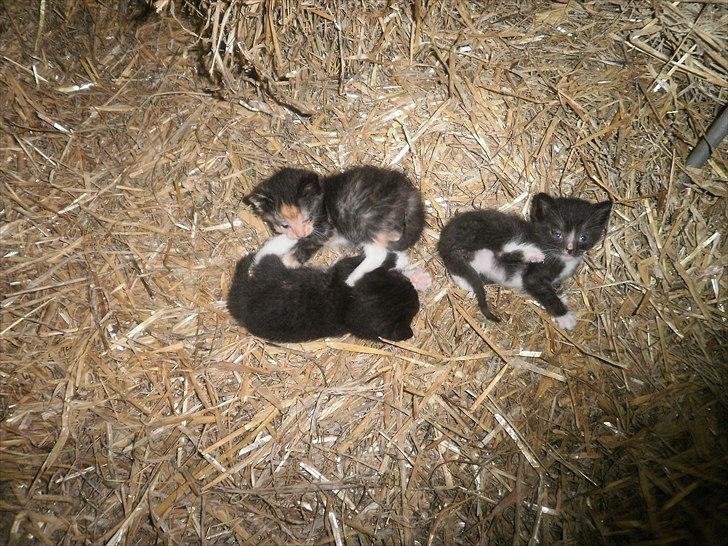 Blanding af racer Vinters Raphael *R.I.P* billede 4