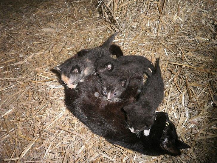 Blanding af racer Vinters Raphael *R.I.P* billede 5