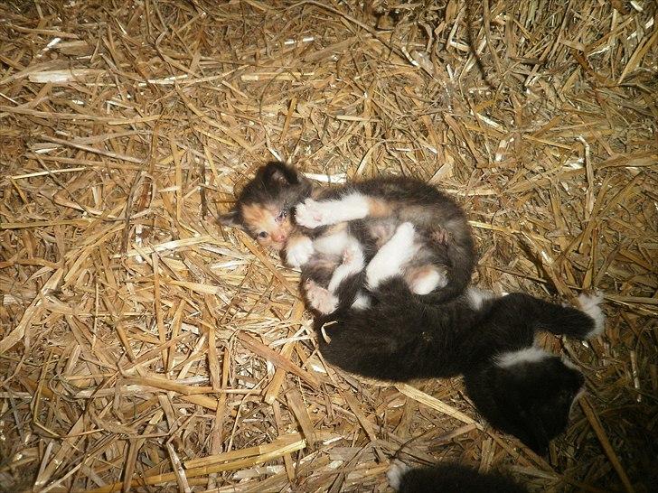 Blanding af racer Vinters Raphael *R.I.P* billede 6