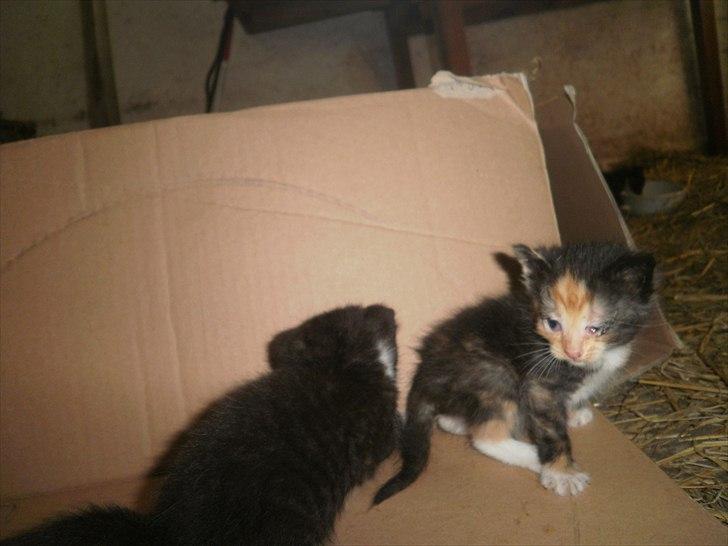 Blanding af racer Vinters Raphael *R.I.P* billede 7