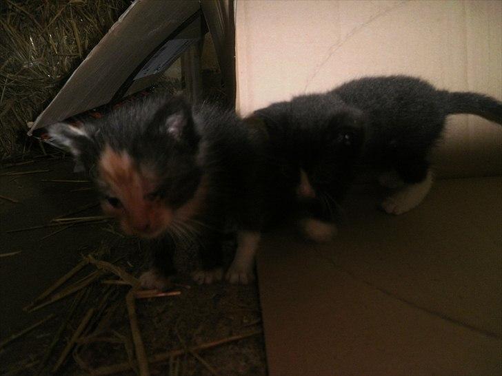 Blanding af racer Vinters Raphael *R.I.P* billede 8