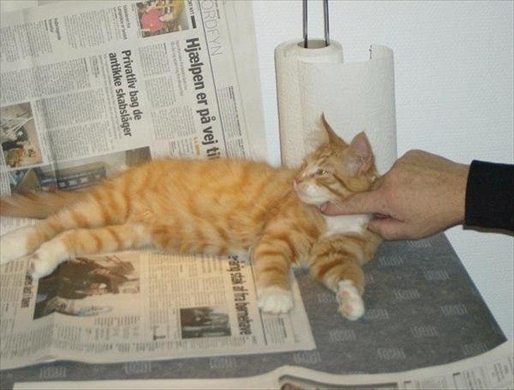 Norsk Skovkat Garfield billede 1