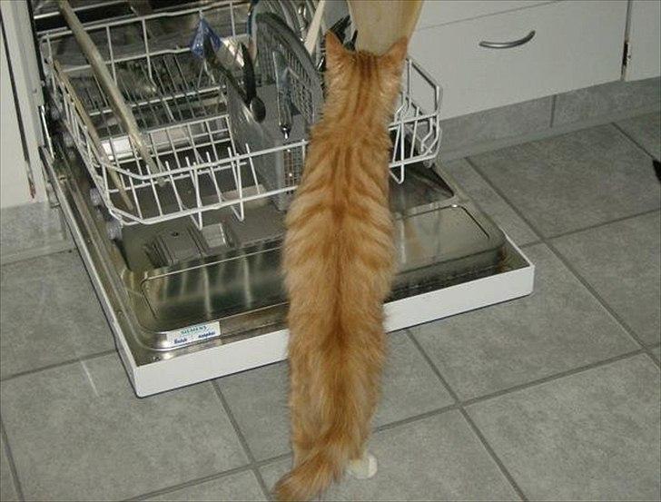 Norsk Skovkat Garfield billede 2