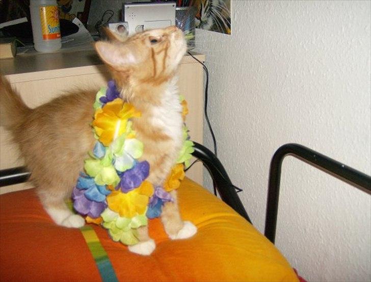 Norsk Skovkat Garfield billede 3