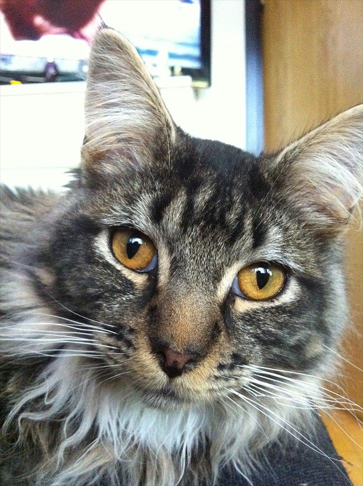 Maine Coon Tyson billede 4