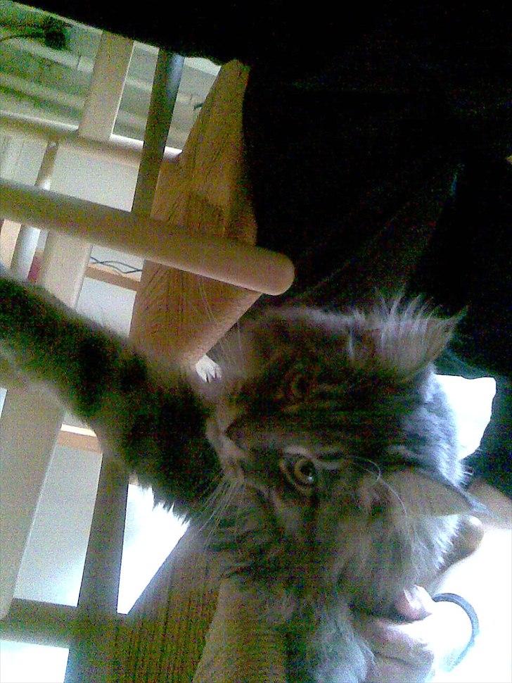 Maine Coon Charles Hamilton billede 7