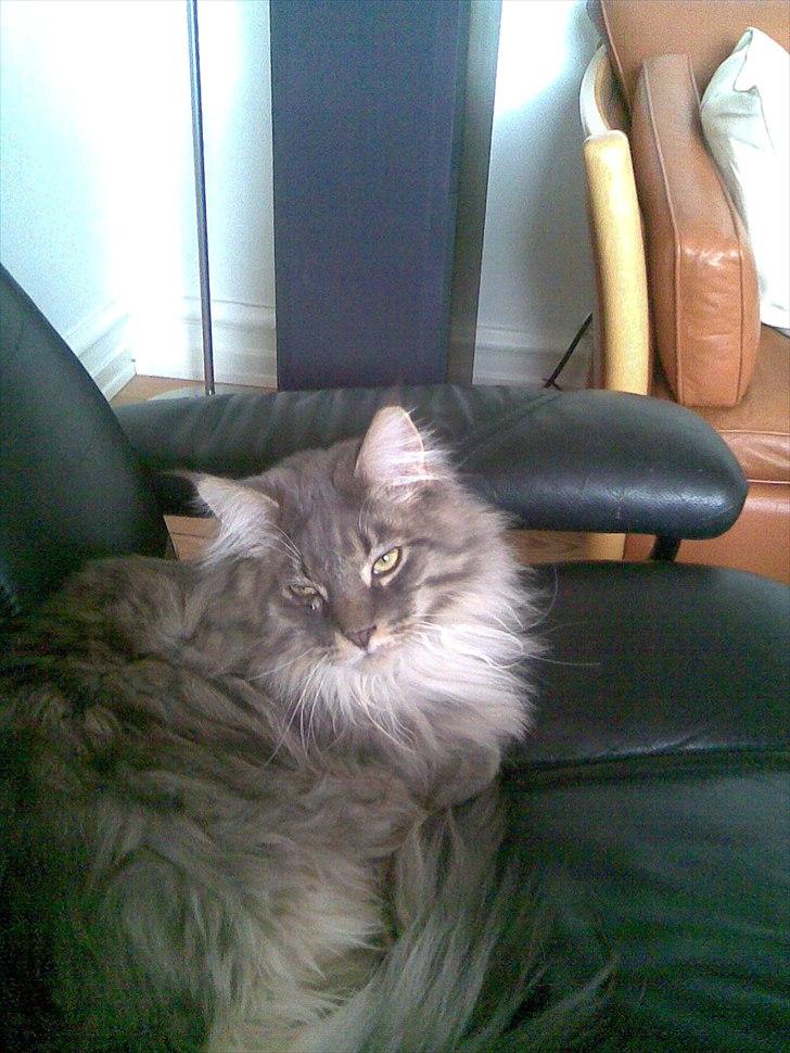 Maine Coon Charles Hamilton billede 8