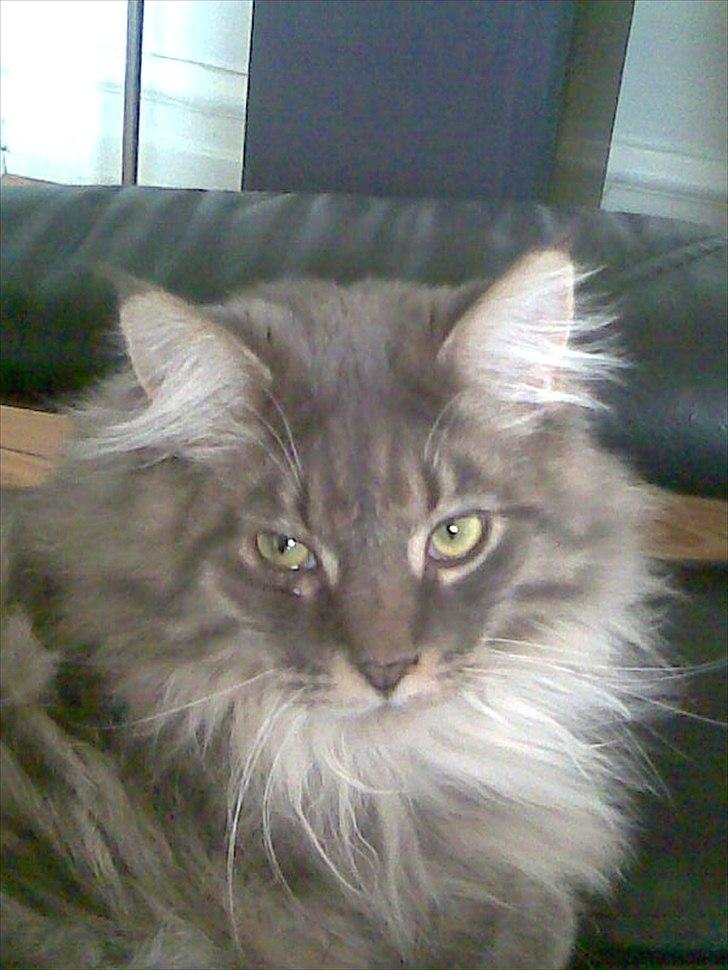Maine Coon Charles Hamilton billede 9