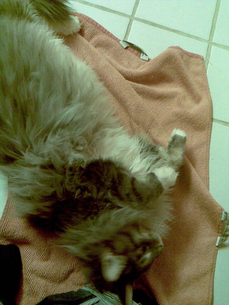 Maine Coon Charles Hamilton - Nyeste billede her vejer jeg omkring 12 kg :) billede 11