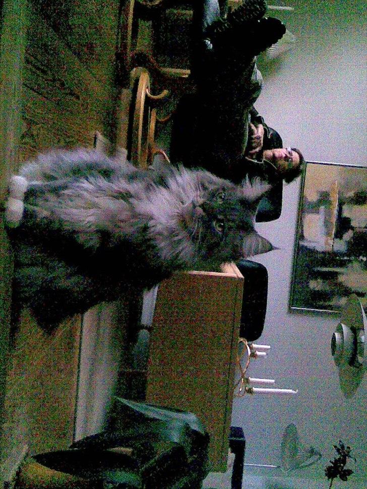 Maine Coon Charles Hamilton billede 10