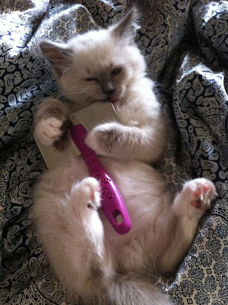 Ragdoll Merle billede 2