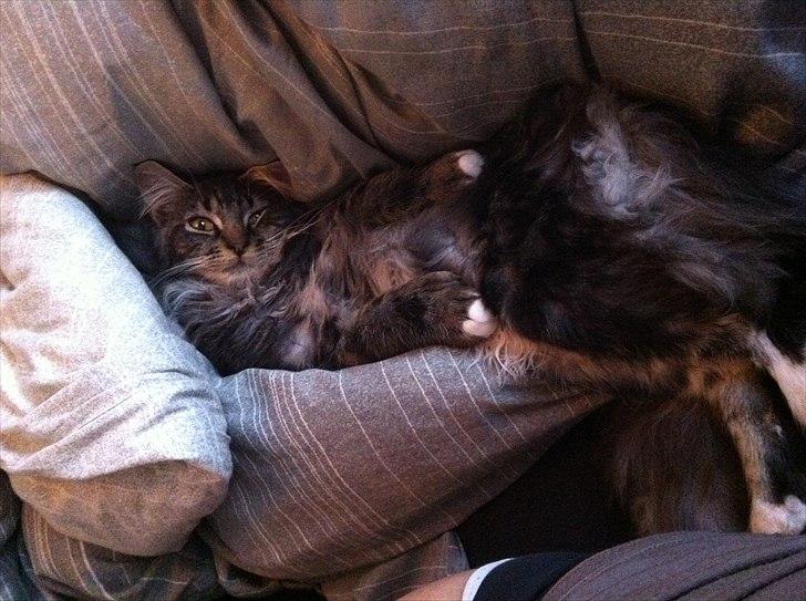 Maine Coon Tyson - Lige vågnet!  billede 5