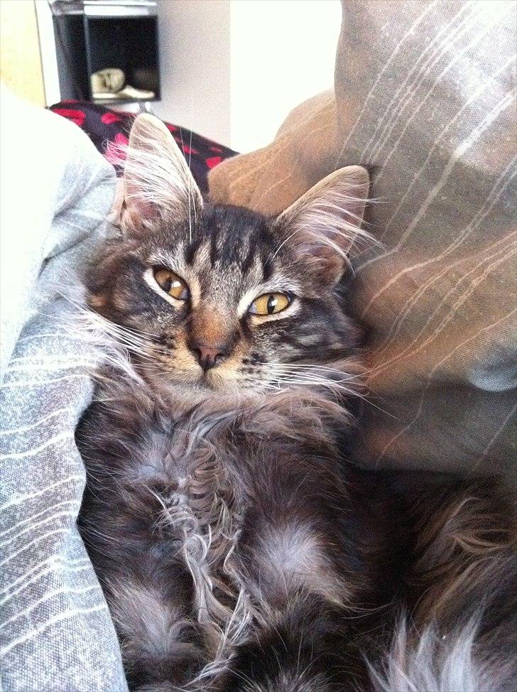 Maine Coon Tyson billede 3