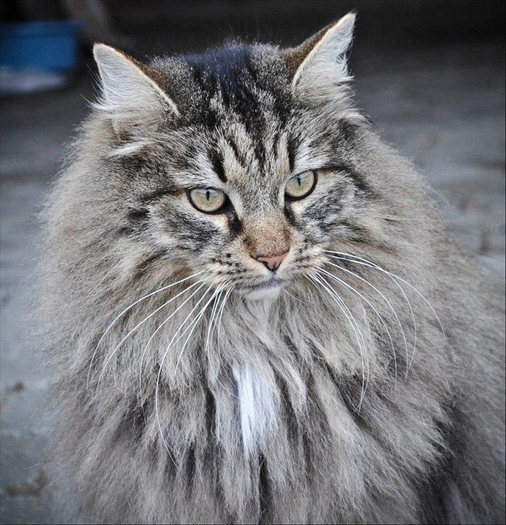 Norsk Skovkat Oliver billede 1