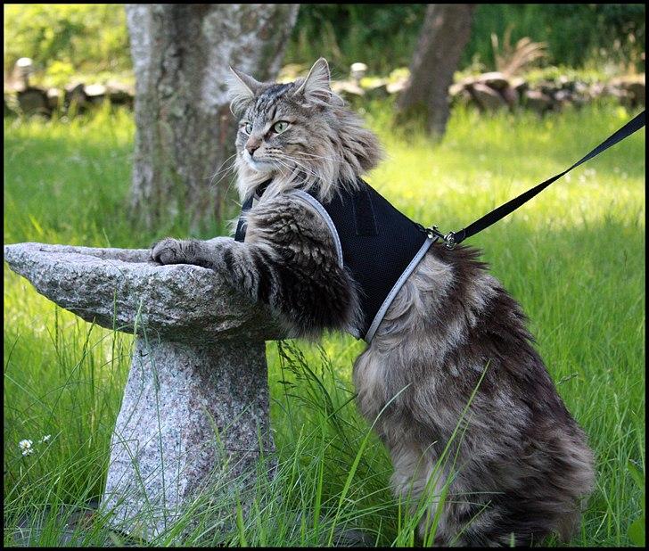 Norsk Skovkat DK SHAGGYTAIL'S YAHOO GIZMO - Næsten 1 1/2 år gammel... billede 4