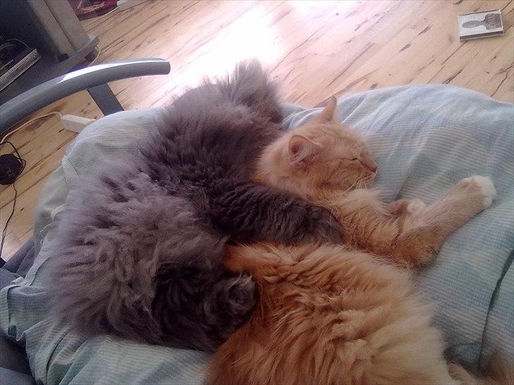 Maine Coon Creamy billede 11