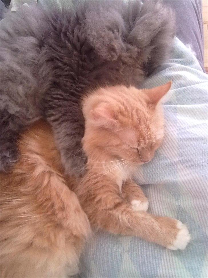 Maine Coon Creamy - Mor siger vi skal være søde ved hinanden så det er vi så. <3 billede 12