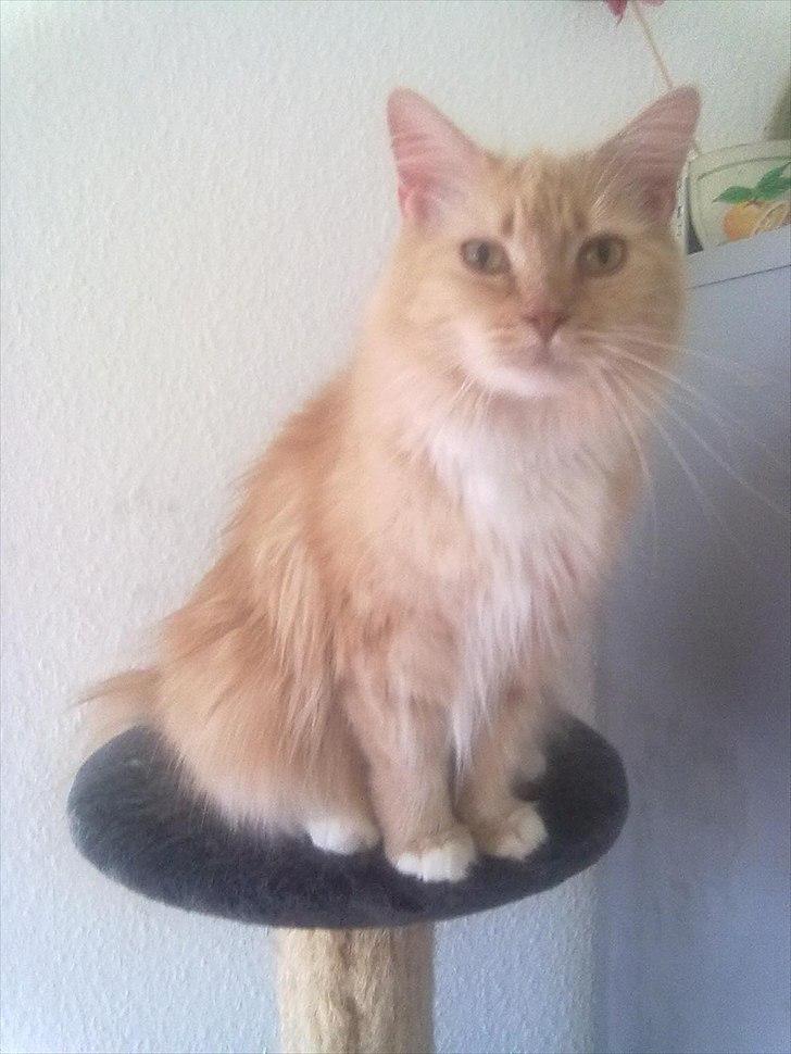 Maine Coon Creamy billede 13