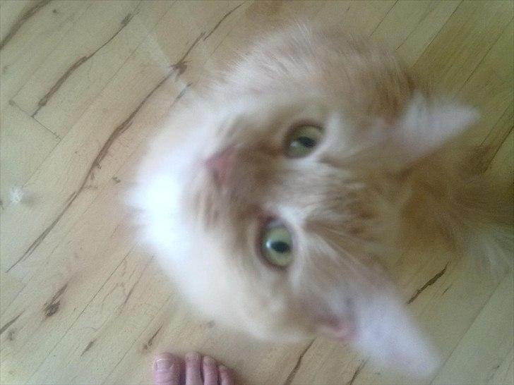 Maine Coon Creamy - "JEG ER HER MOR!!!!!!" Elsker den der mobil mor tager billeder med! (billede fra d. 07-06-2011) billede 1