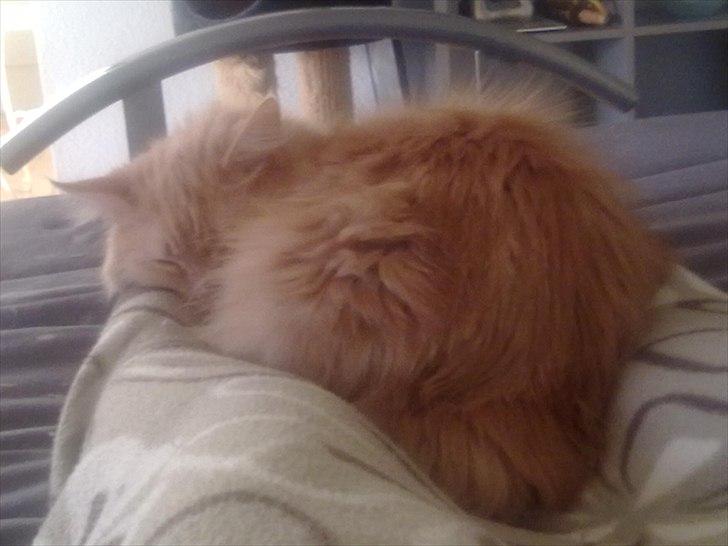 Maine Coon Creamy billede 14