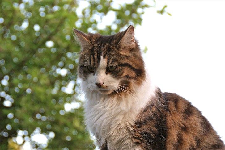 Blanding af racer Malou billede 18