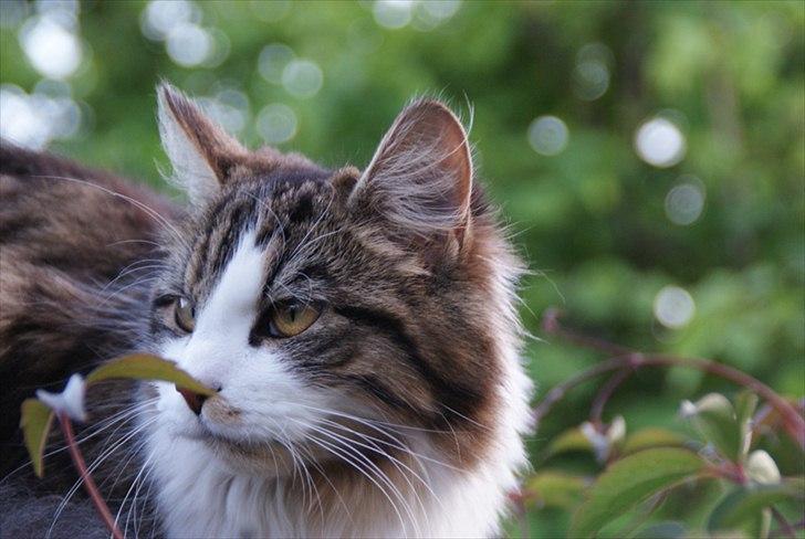 Blanding af racer Malou billede 19