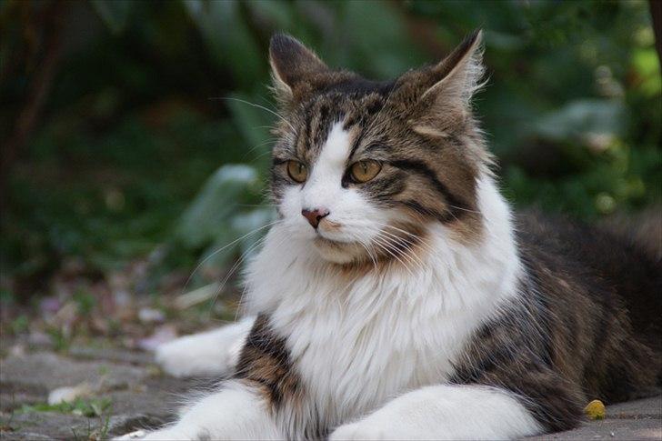 Blanding af racer Malou billede 2