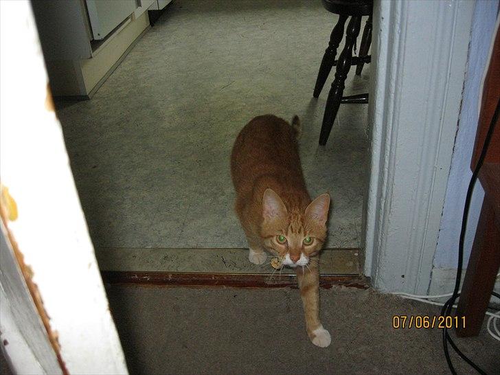 Huskat Bette - Jeg kigger lige billede 1