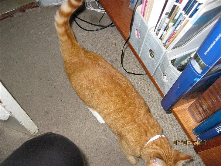 Huskat Bette billede 2