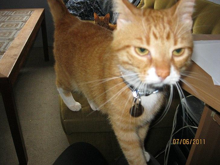 Huskat Bette - Hvad er det du sidder med mor billede 3