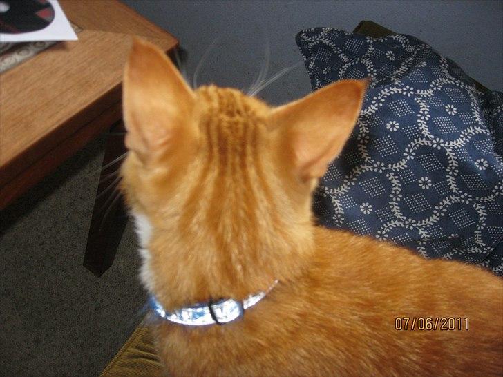 Huskat Bette - Jeg er pige sur billede 4