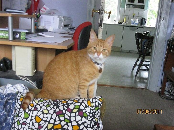 Huskat Bette - Nu sidder jeg pænt billede 5