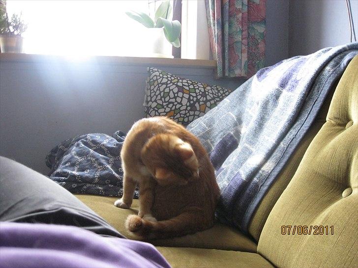 Huskat Bette billede 6