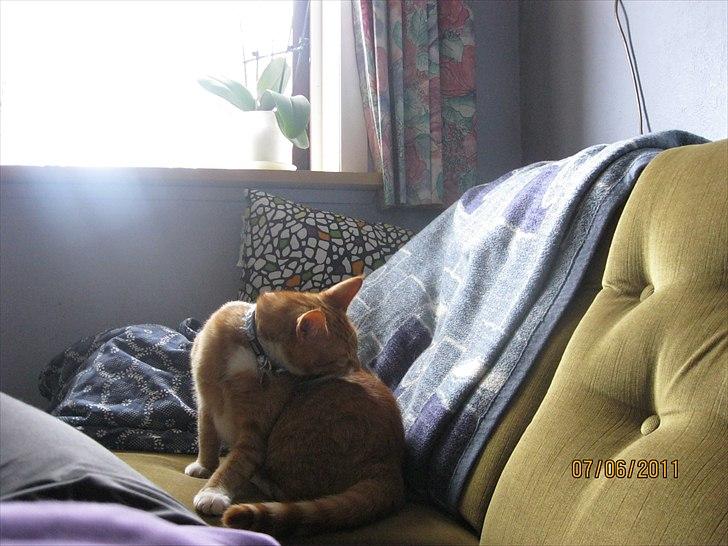 Huskat Bette billede 7