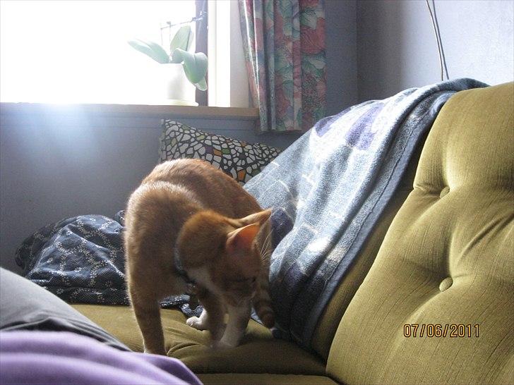 Huskat Bette billede 8