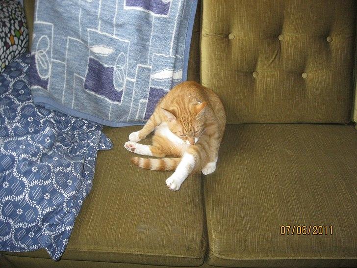 Huskat Bette billede 9