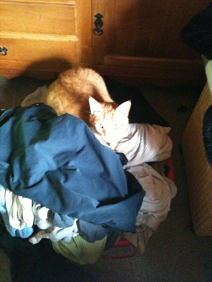 Huskat Bette billede 10