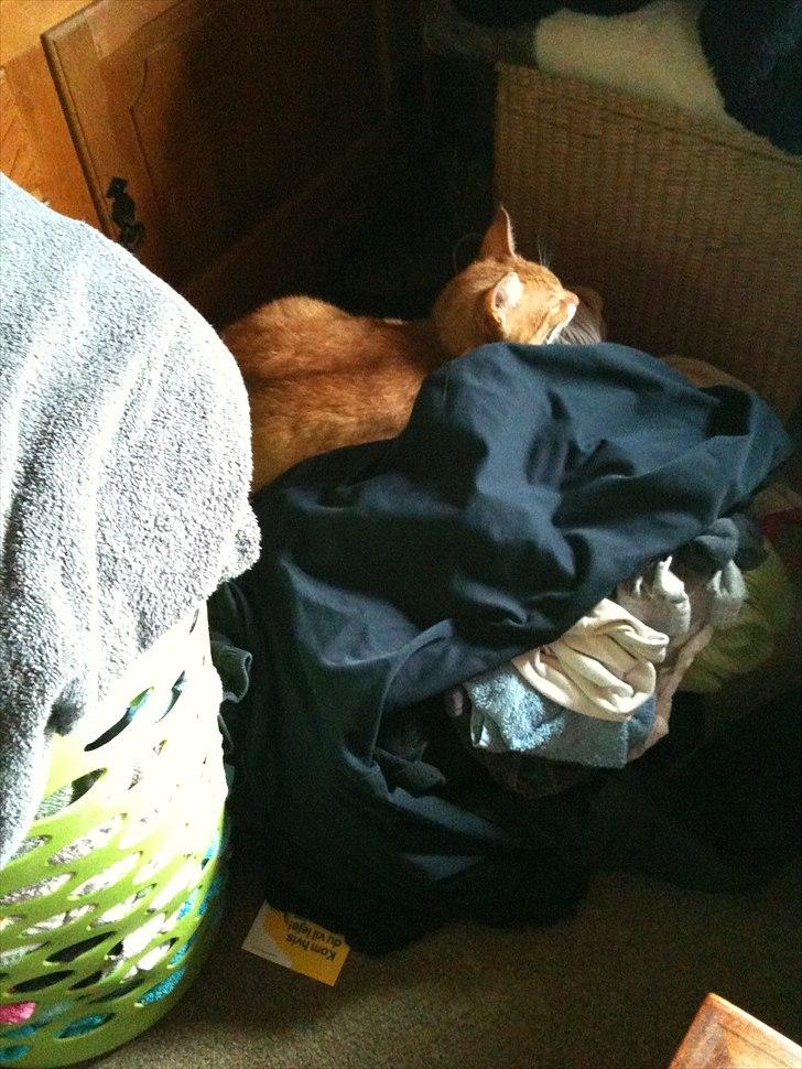 Huskat Bette billede 11